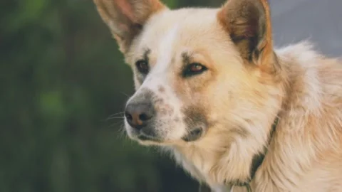 Portrait of a sniffing dog Stock Footage 198232145