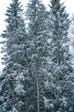Portrait of snow-covered trees Stock Photos