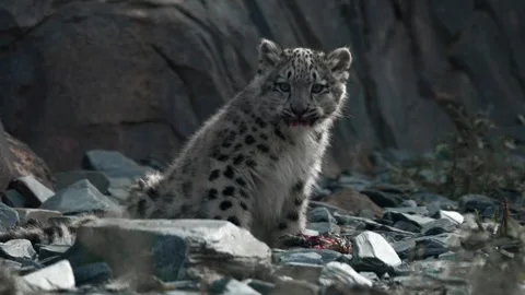Portrait of Snow Leopard Cub Looking At Camera, Big Cat Baby Stock Footage 318228703