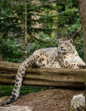 Portrait of a snow leopard Stock Photos