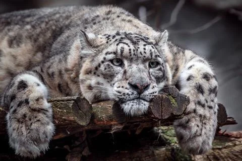 Portrait of Snow leopard Stock Photos