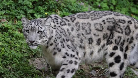 Portrait of a Snow leopard walking on grass meadow in the forest Stock Footage 247995487