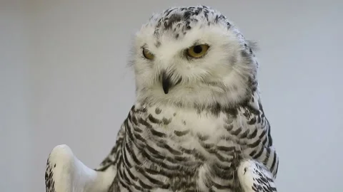 Portrait of snowy owl Stock Footage 98314792