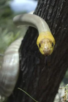 Portrait of South Australian woma python, Aspidites ramsayi, on a tree 스톡 사진