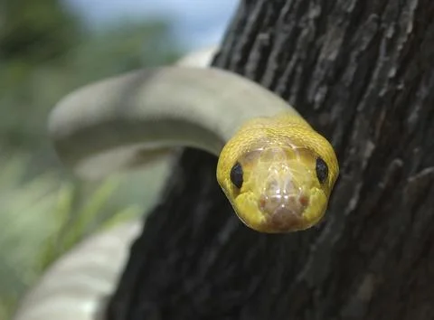 Portrait of South Australian woma python, Aspidites ramsayi, on a tree Photos