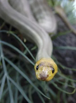 Portrait of South Australian woma python, Aspidites ramsayi, on a tree Foto stock