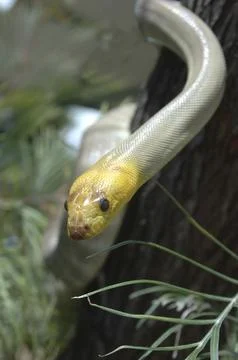 Portrait of South Australian woma python, Aspidites ramsayi, on a tree 스톡 사진