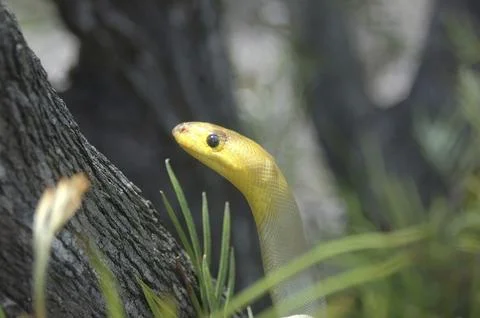 Portrait of South Australian woma python, Aspidites ramsayi, on a tree Foto stock