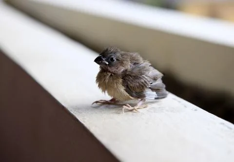 Portrait of a sparrow Stock Photos