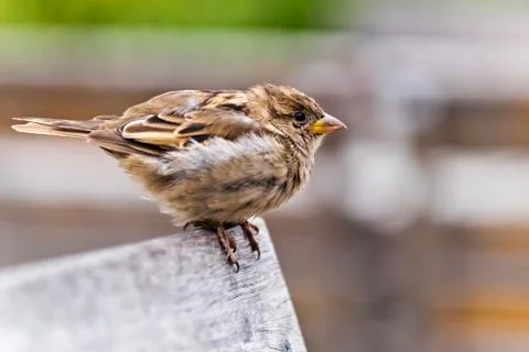 A portrait of sparrow Foto stock