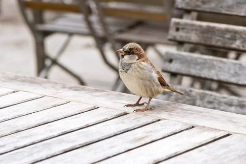 A portrait of sparrow Foto stock