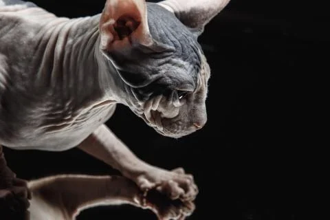 Portrait of a Sphinx cat on a dark background with dramatic light Stock Photos