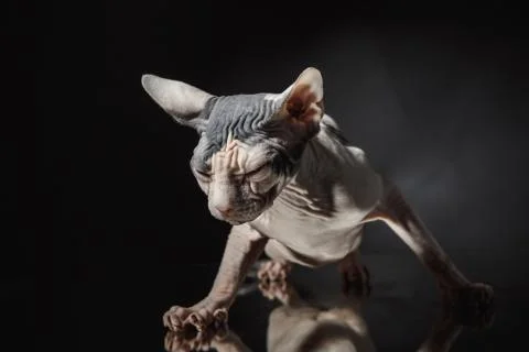 Portrait of a Sphinx cat on a dark background with dramatic light Stock Photos