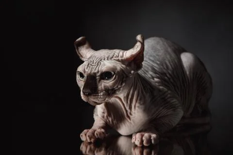 Portrait of a Sphinx cat on a dark background with dramatic light Stock Photos