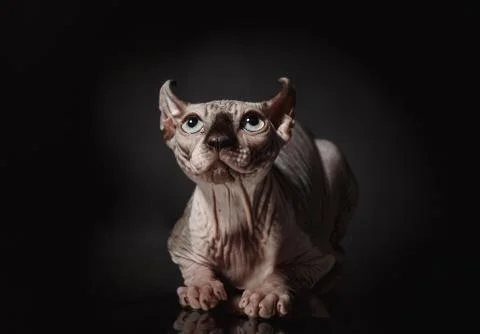 Portrait of a Sphinx cat on a dark background with dramatic light Stock Photos