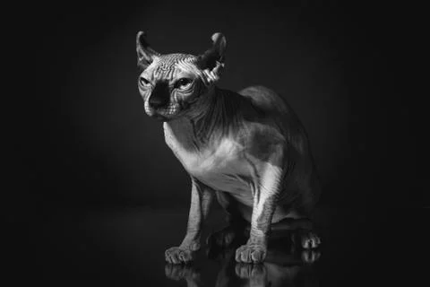 Portrait of a Sphinx cat on a dark background with dramatic light Stock Photos
