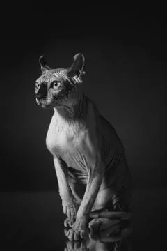 Portrait of a Sphinx cat on a dark background with dramatic light Stock Photos