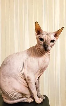 Portrait of a sphinx cat without fur. A bald sphinx cat looks into the camera Stock Photos