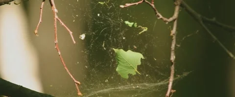Portrait of a Spider web in forest Stock Footage 251715479