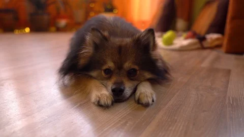 Portrait of a spitz dog, Lies Down on the floor And Looks At The Camera. Stock Footage 129671543