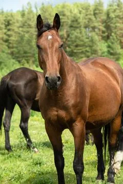 Portrait of  sportive brood mare walking  at freedom at pasture. sunny summ.. Stock Photos