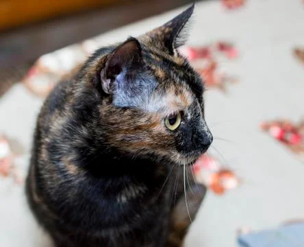 Portrait of a spotted cat on the kitchen table Stock Photos