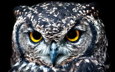 Portrait of a Spotted Eagle Owl Stock Photos