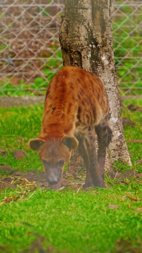Portrait of a spotted hyena in the grass background in zoo Stock Footage 342984738
