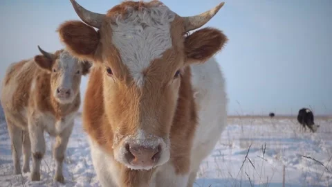 Portrait of spotted orange ginger cows cute herd graze on snowy field at winter  Stock Footage 166947155