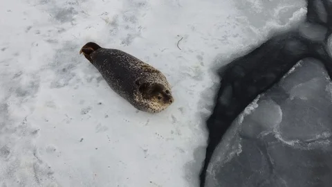 Portrait of spotted seal on ice floe closeup. Stock Footage 123737678