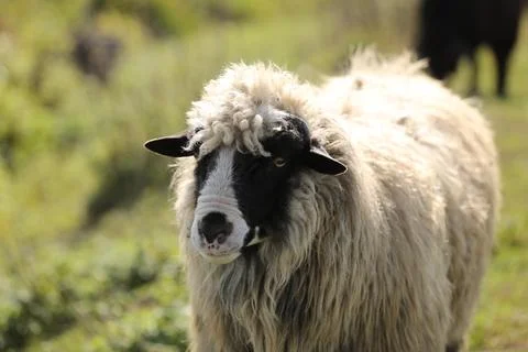 Portrait of a spring lamb. Free-range farming, sustainable farming. lamb on.. Stock-Fotos