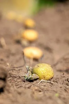 A portrait of sprouting potatoes lying in a row in the dirt of a garden ready Stock Photos