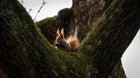 Portrait of a squirrel eating a nut on a tree Stock Photos