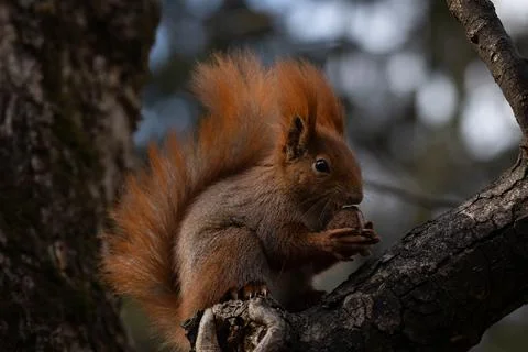 Portrait of a squirrel eating a nut on a tree Stock Photos