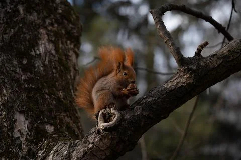 Portrait of a squirrel eating a nut on a tree Stock Photos