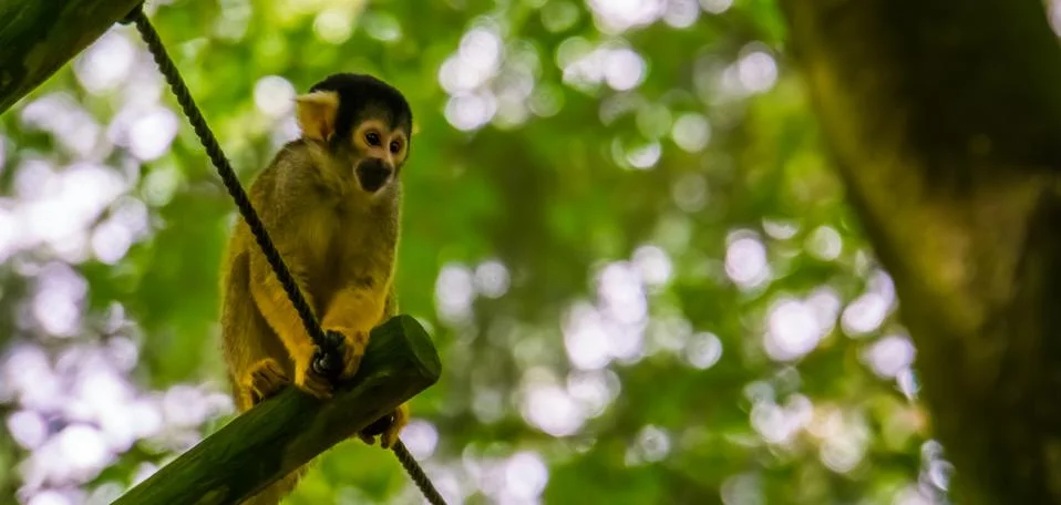 Portrait of a squirrel monkey, cute small monkey, tropical primate specie fro Stock Photos