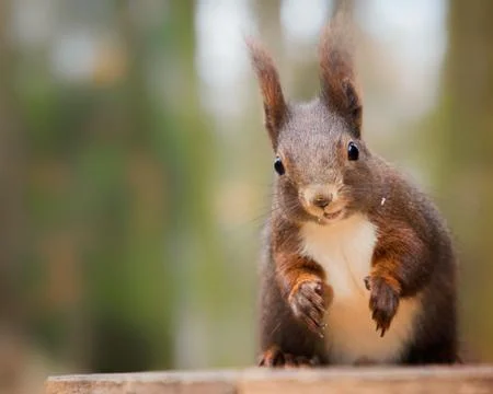 Portrait squirrel in park Foto stock