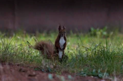 Portrait of a squirrel Stock Photos