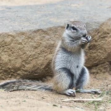 Portrait of squirrel Foto stock