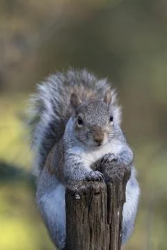 Portrait of a squirrel Foto stock