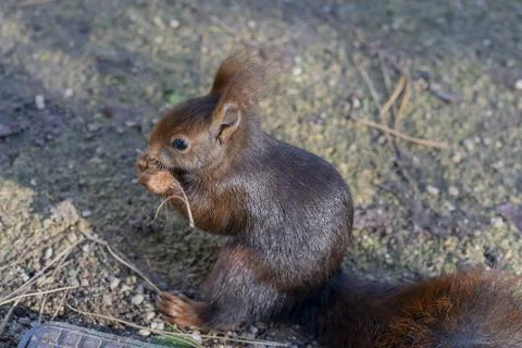 Portrait of squirrel Stock Photos