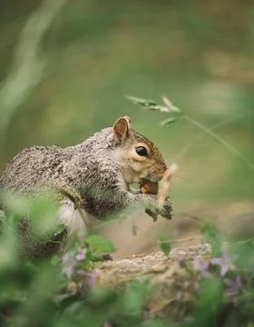 Portrait of a squirrel Stock Photos