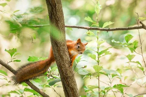 Portrait of a squirrel on a tree trunk. 스톡 사진