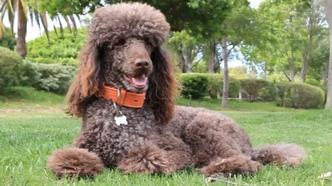 Portrait of Standard Poodle laying down in grass Stock Footage 115277372