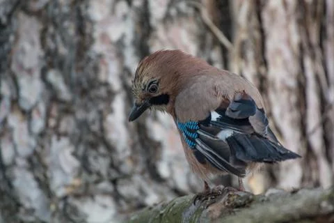 Portrait of standing Eurasian Jay - Garrulus glandarius. Stock Photos