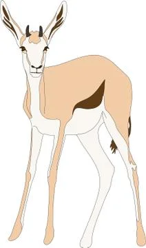 Portrait of a standing springbok, looking to viewer Illustrazione stock
