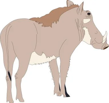 Portrait of a standing warthog Stock Illustration