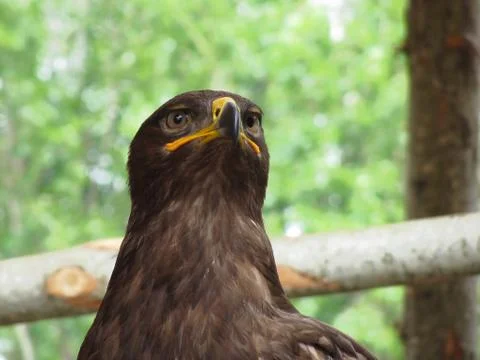 Portrait of steppe eagle over a nature blurred background Stock Photos