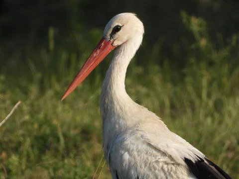 Portrait of a Stork Foto stock