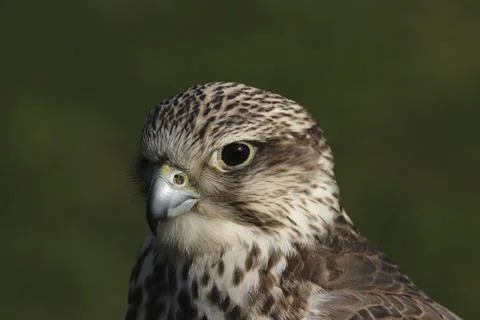Portrait of a strangled falcon Stock Photos